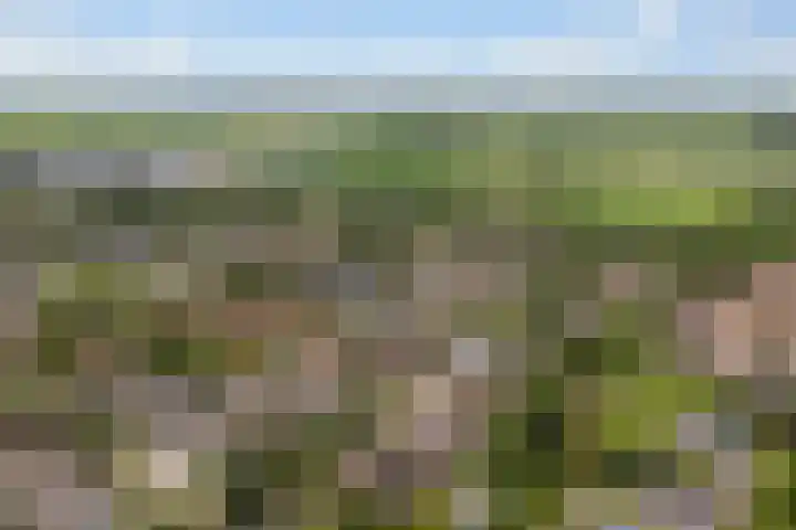 Kinkhoarn 52 Stiens thumbnail 63
