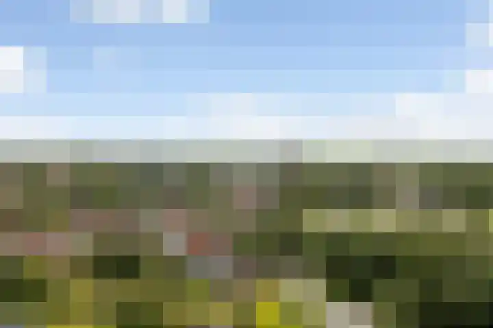 Kinkhoarn 52 Stiens thumbnail 65