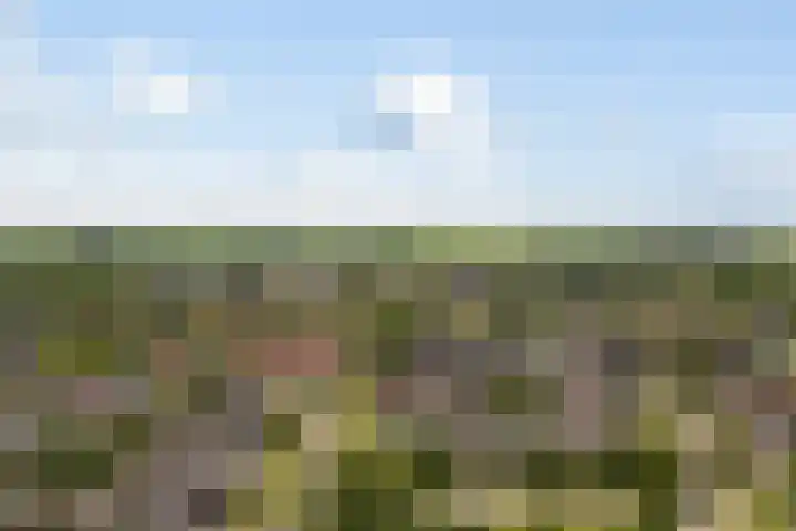 Kinkhoarn 52 Stiens thumbnail 66
