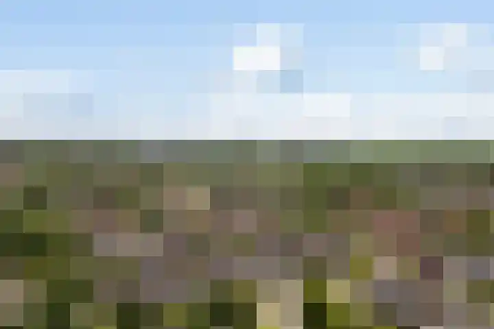 Kinkhoarn 52 Stiens thumbnail 67