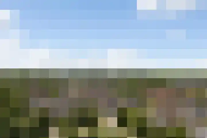 Kinkhoarn 52 Stiens thumbnail 69