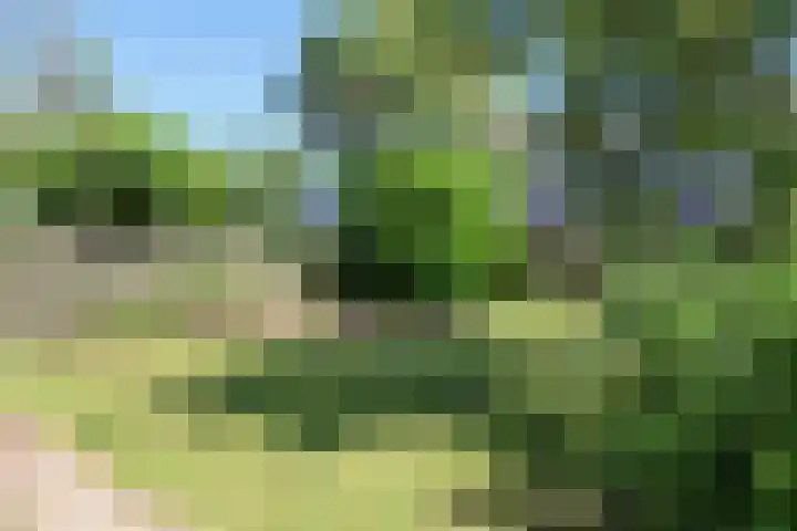 Kinkhoarn 52 Stiens thumbnail 7