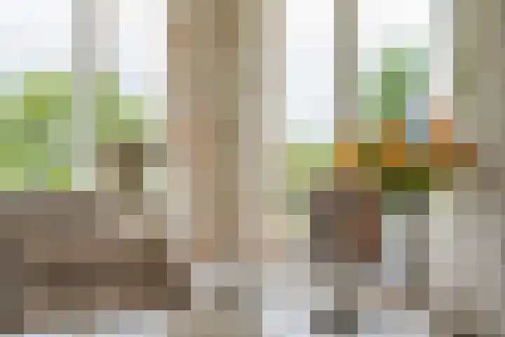 Klaarkampsterwei 4 Rinsumageast thumbnail 18