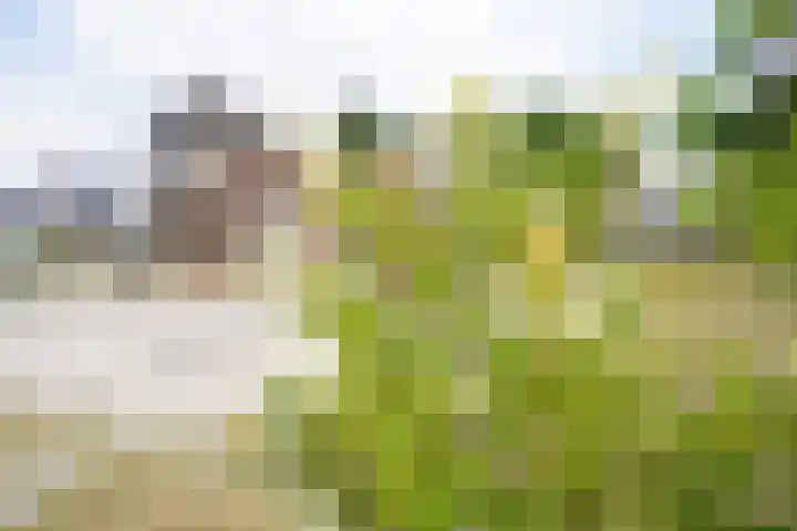 Klaas Frisohof 12 Putten thumbnail 50