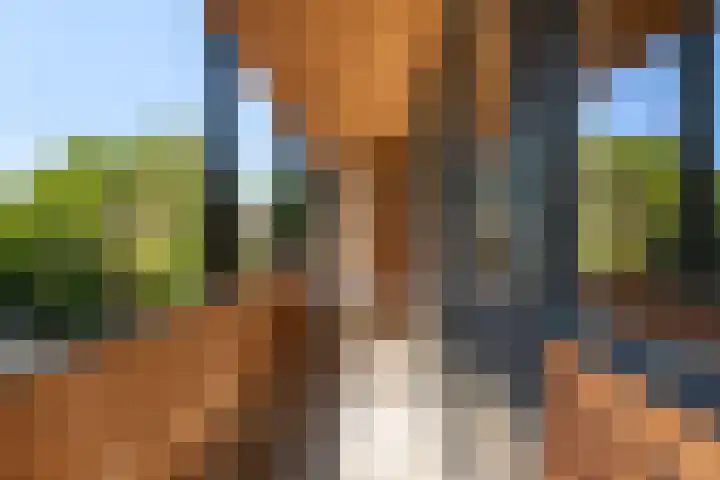 Klaasbos 17 Lichtenvoorde thumbnail 26