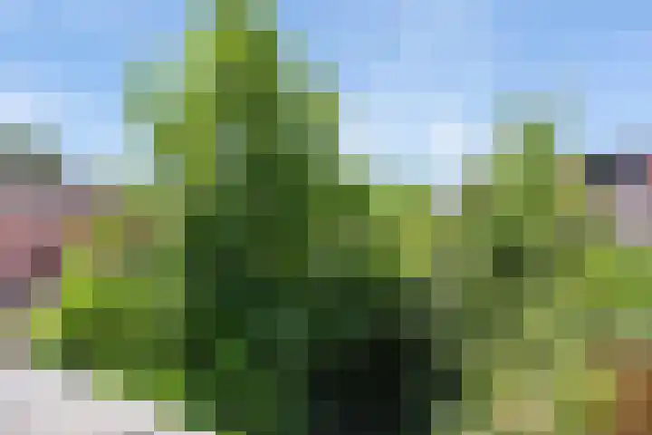 Klagerstuin 34 Zwaag thumbnail 22