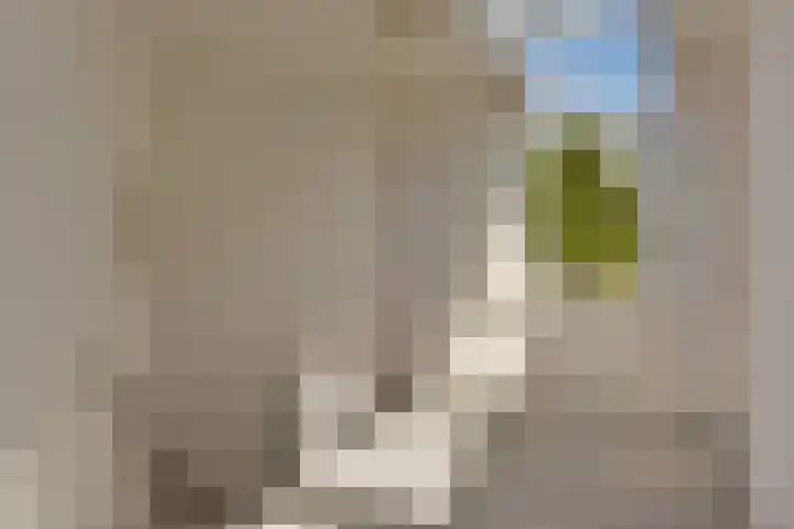 Klammeland 11 Benningbroek thumbnail 20