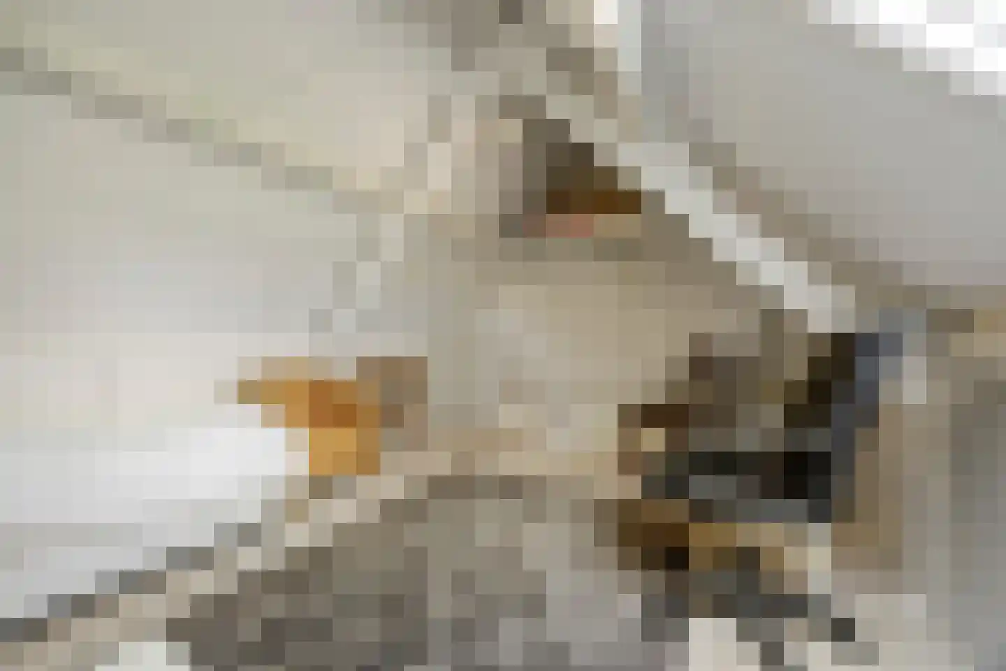 Klaphek 1 a Huissen thumbnail 24
