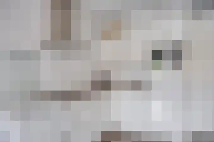 Klaphekkenstraat 12 D Oss thumbnail 16