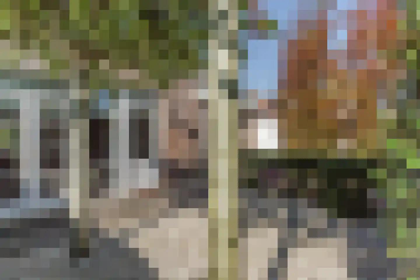 Klaproos 1 Best thumbnail 50