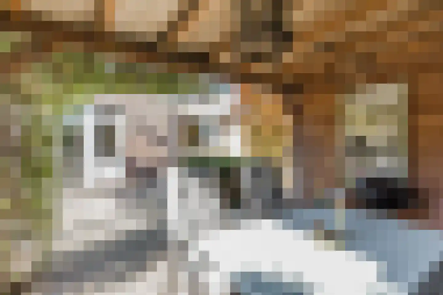 Klaproos 1 Best thumbnail 55