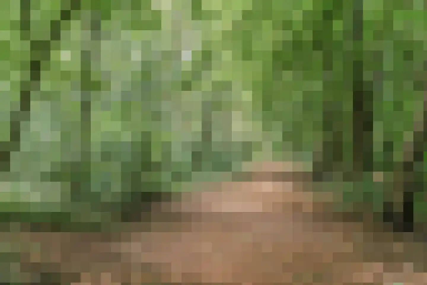 Klaproos 1 Best thumbnail 65