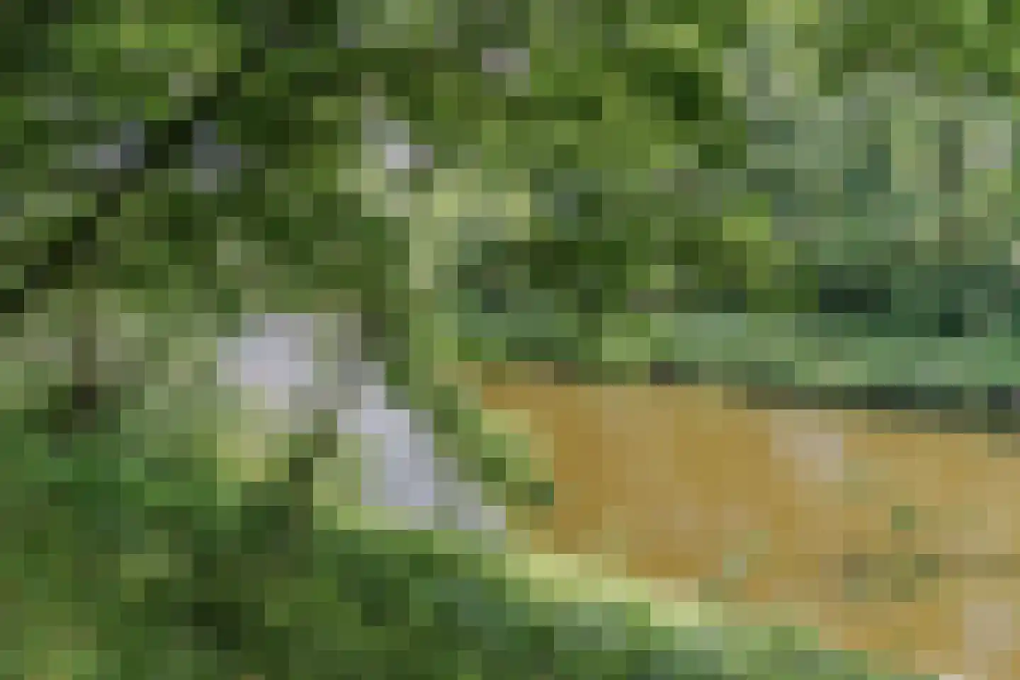 Klaproos 1 Best thumbnail 66