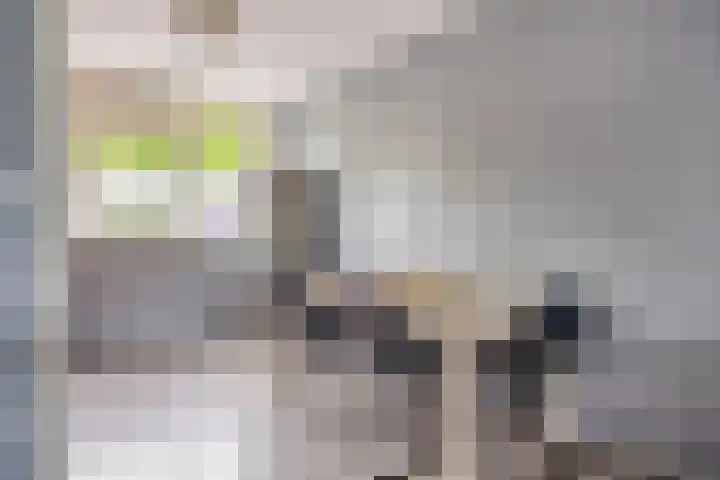 Klaproos 14 Dongen thumbnail 13