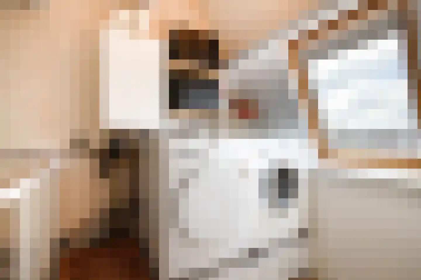 Klaproos 17 Bergambacht thumbnail 24