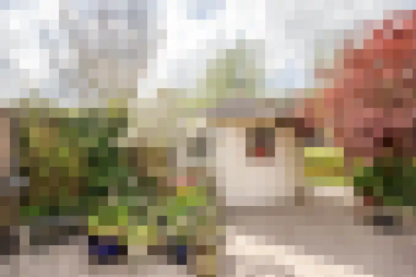Klaproos 17 Bergambacht thumbnail 32