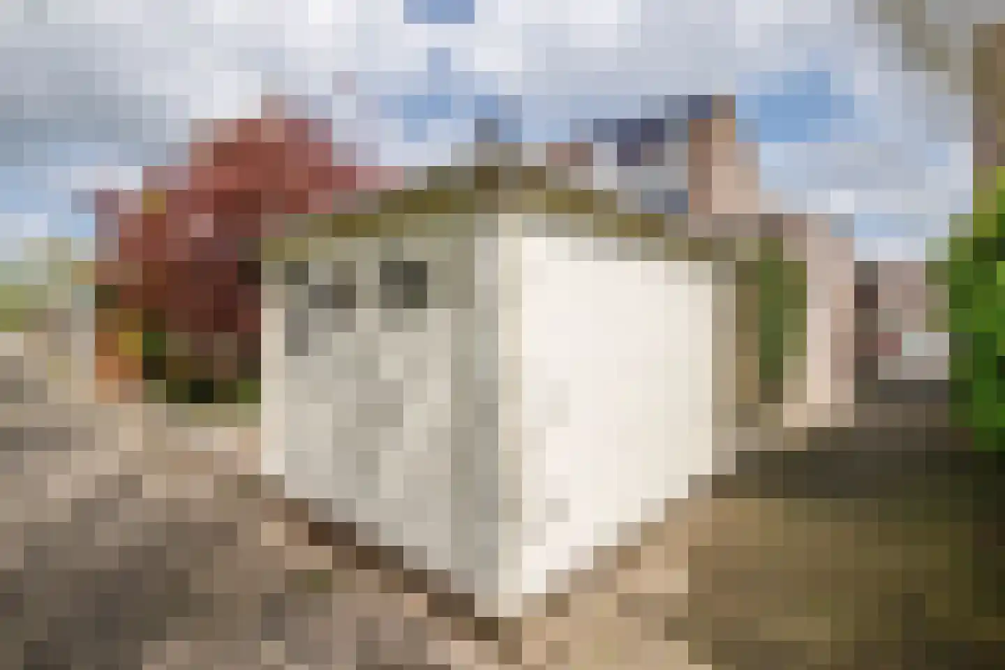 Klaproos 17 Bergambacht thumbnail 36
