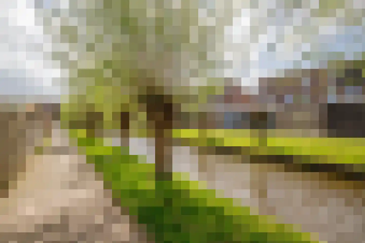 Klaproos 17 Bergambacht thumbnail 37