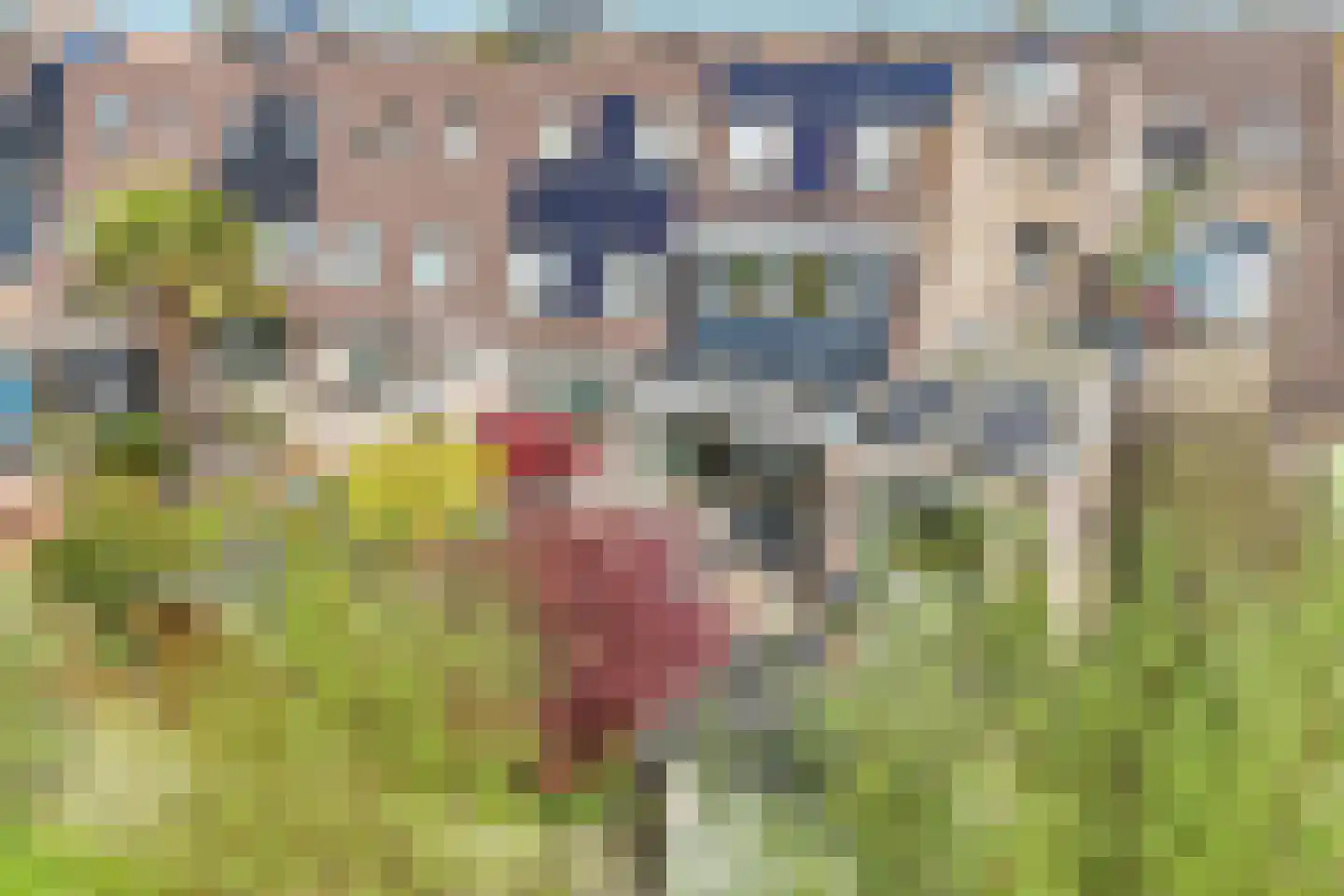 Klaproos 17 Bergambacht thumbnail 39