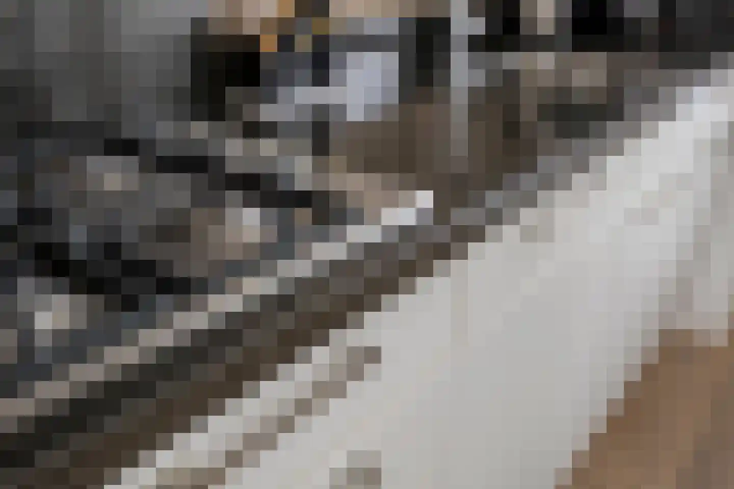 Klaproos 17 Made thumbnail 12