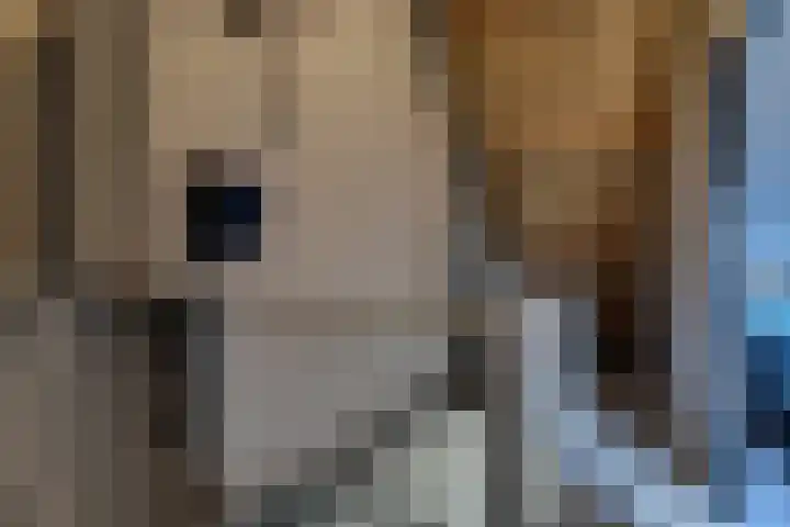 Klaproos 18 Zwaag thumbnail 37