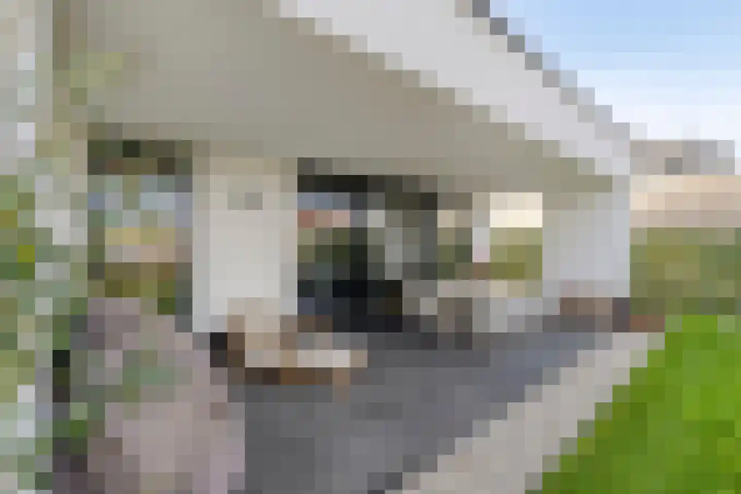 Klaproos 19 Heerlen thumbnail 31