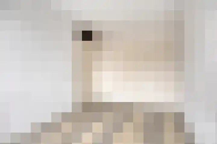 Klaproos 2 Uithoorn thumbnail 16