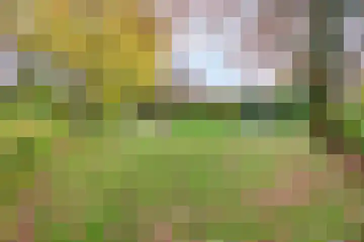 Klaproos 2 Uithoorn thumbnail 34