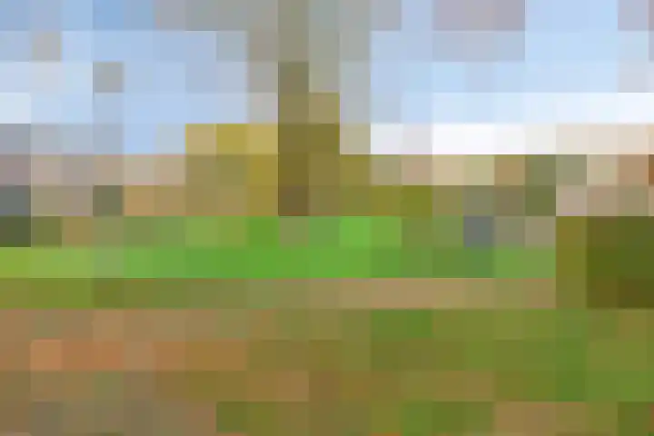 Klaproos 2 Uithoorn thumbnail 35