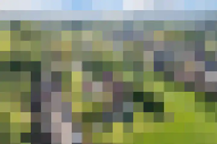 Klaproos 22 Leiden thumbnail 68