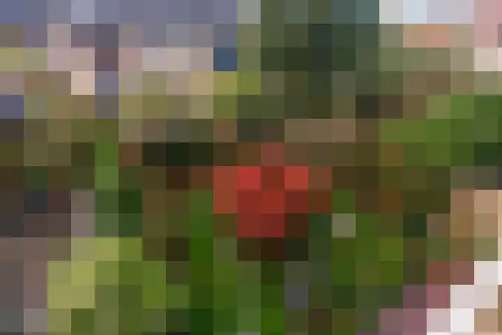 Klaproos 24 Leiden thumbnail 23