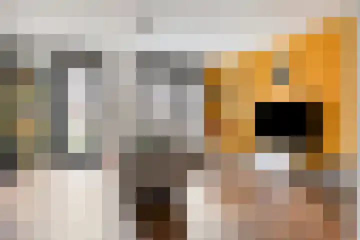 Klaproos 27 Dongen thumbnail 12