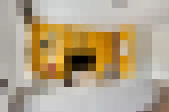 Klaproos 27 Dongen thumbnail 13