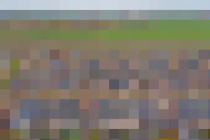 Klaproos 29 Dongen thumbnail 27