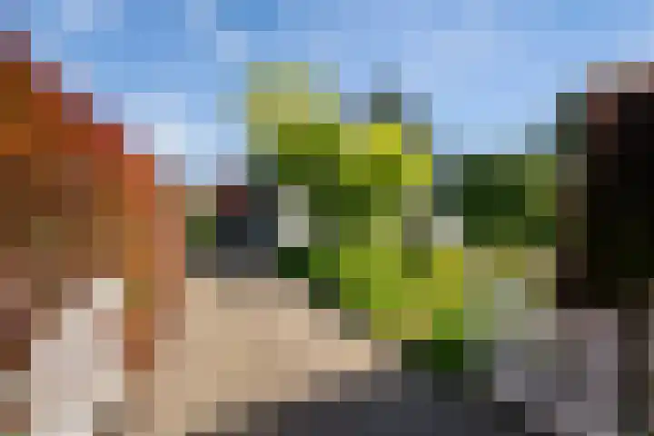 Klaproos 3 Didam foto 2