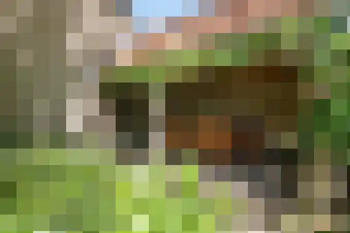 Klaproos 3 Didam thumbnail 30