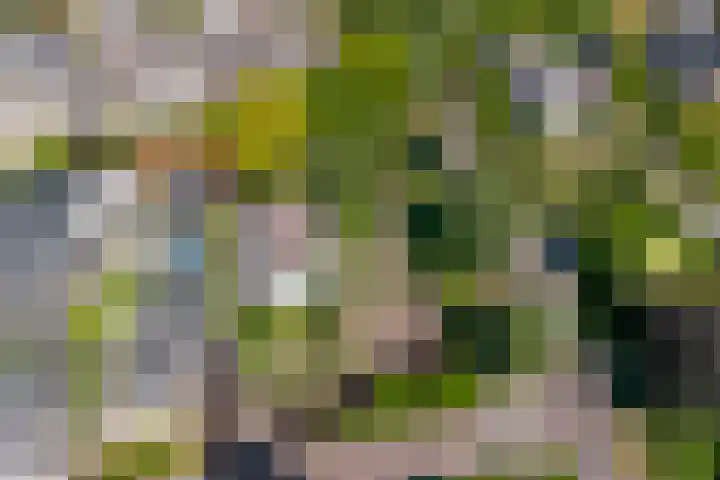 Klaproos 3 Didam thumbnail 38