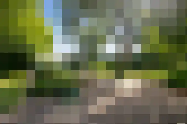 Klaproos 3 Didam thumbnail 4