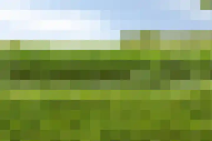 Klaproos 3 Didam thumbnail 7