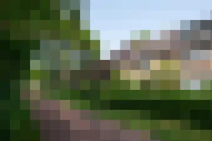 Klaproos 31 Barendrecht thumbnail 19