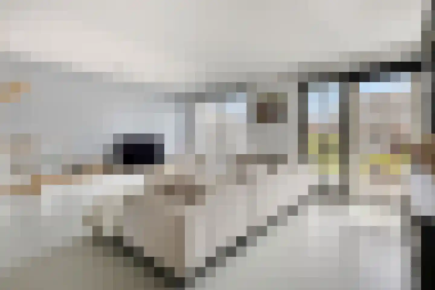 Klaproos 31 Bodegraven thumbnail 11