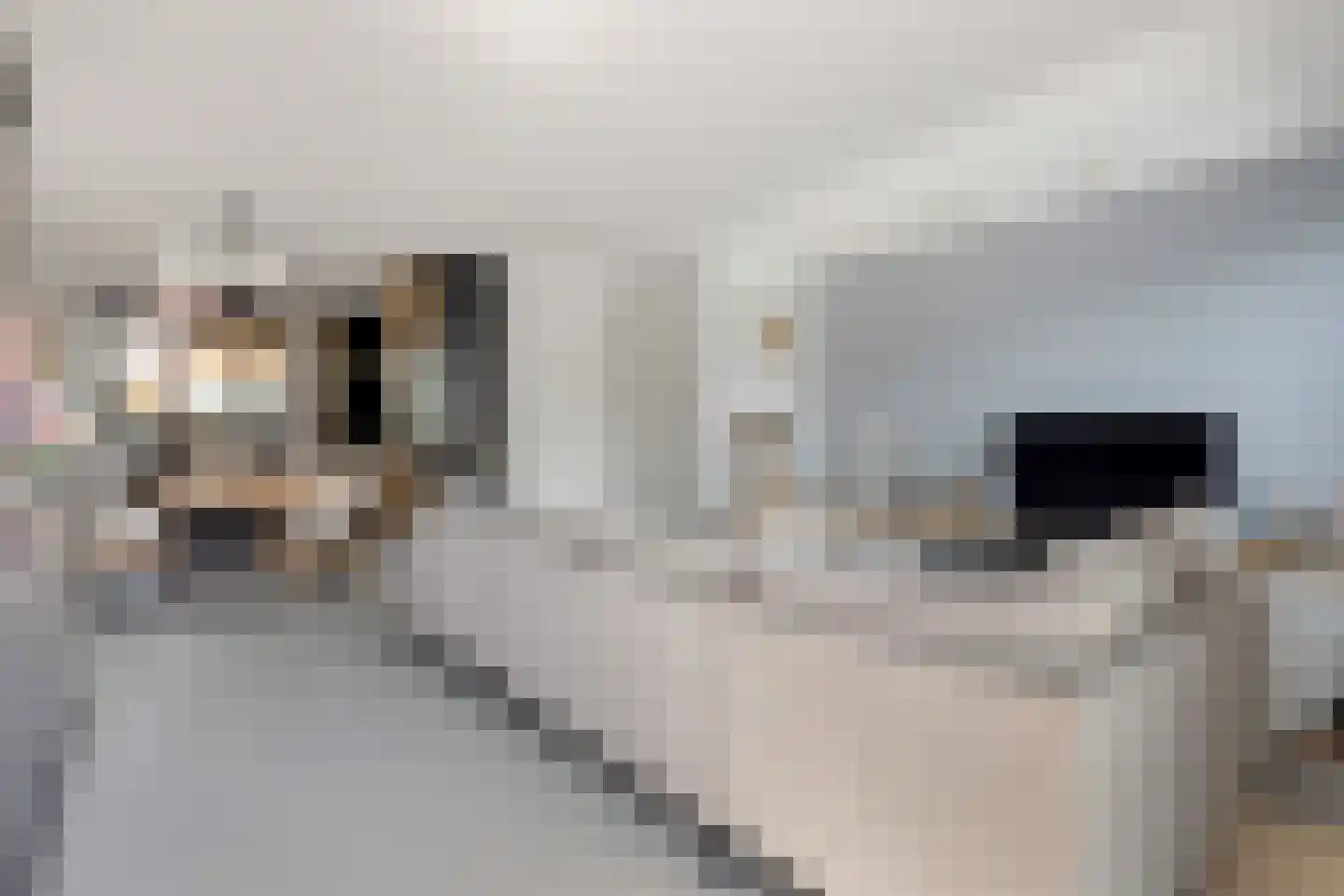 Klaproos 31 Bodegraven thumbnail 13