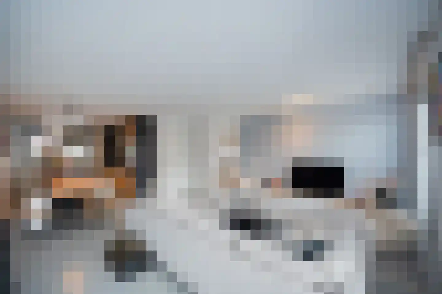 Klaproos 31 Bodegraven thumbnail 8