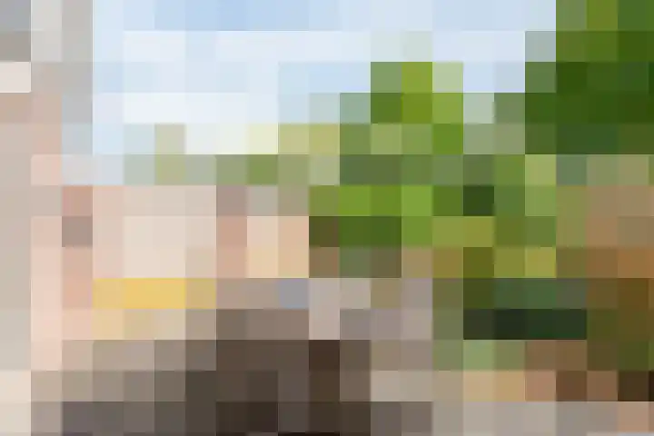 Klaproos 34 Opmeer thumbnail 30