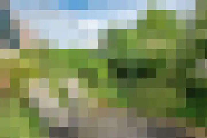 Klaproos 34 Opmeer thumbnail 32