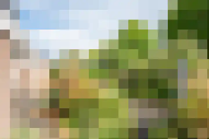 Klaproos 34 Opmeer thumbnail 35