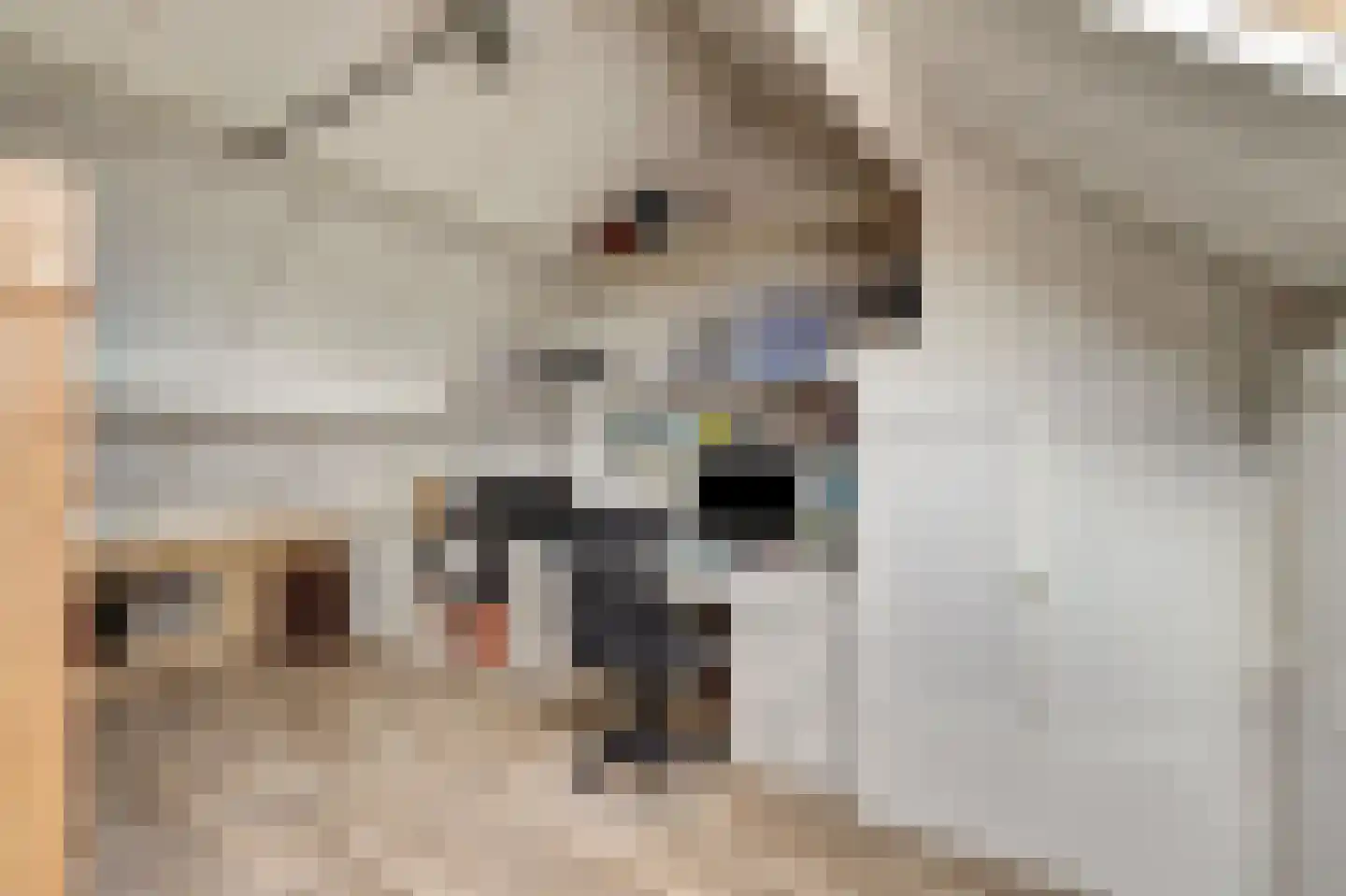 Klaproos 39 Werkendam thumbnail 45