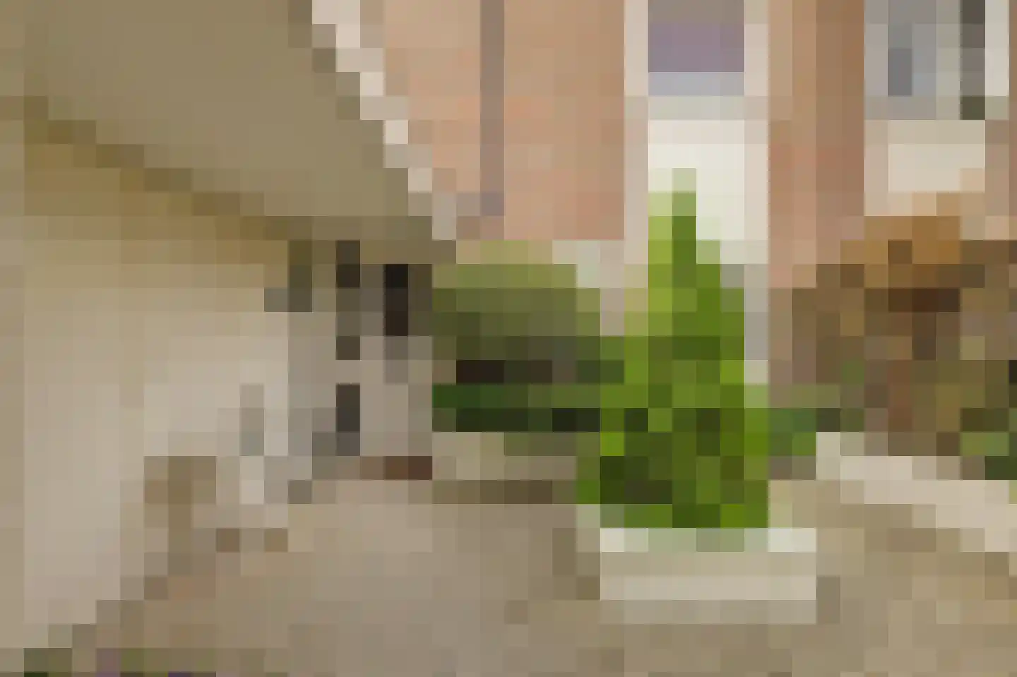 Klaproos 39 Werkendam thumbnail 8
