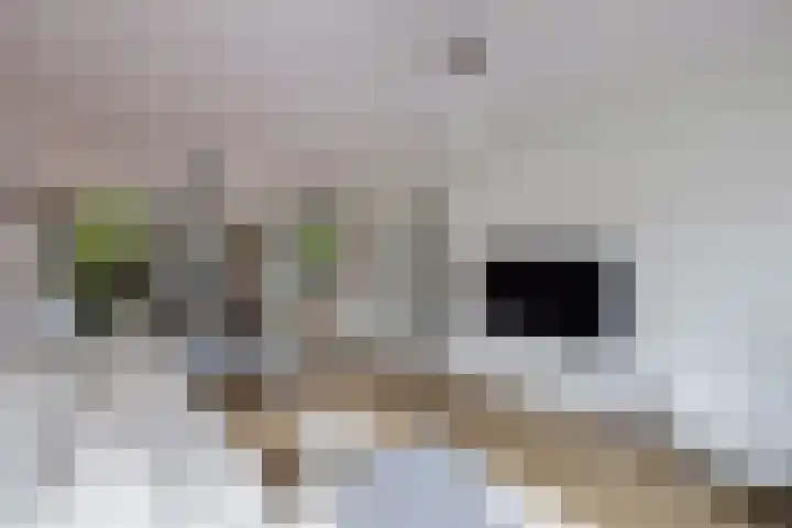Klaproos 4 Eemnes foto 2