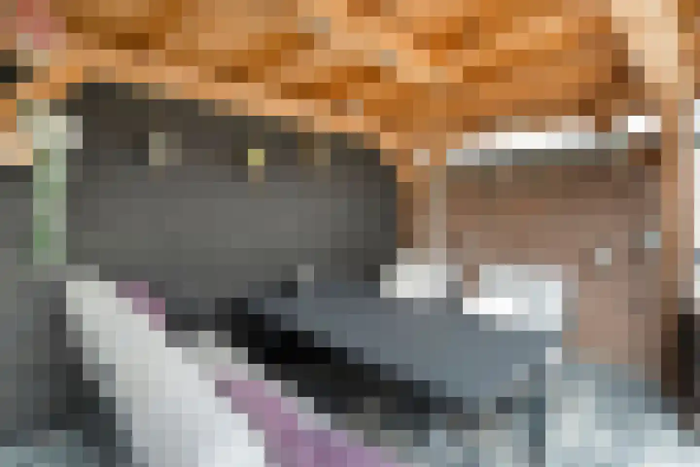Klaproos 4 Hardenberg thumbnail 38